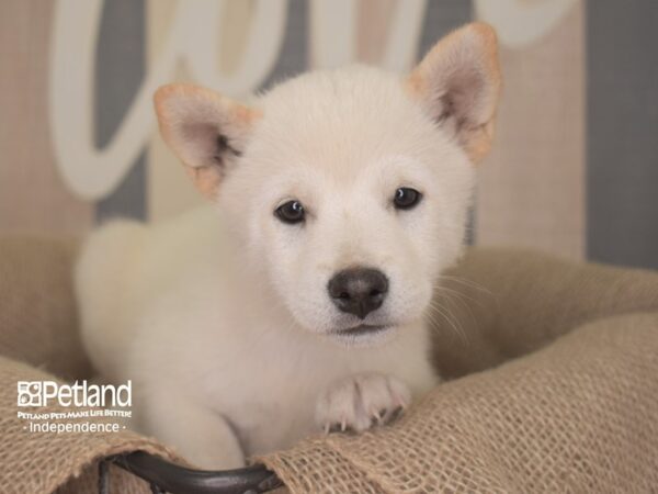Shiba Inu-DOG-Male-Cream-3161-Petland Lee's Summit, MO