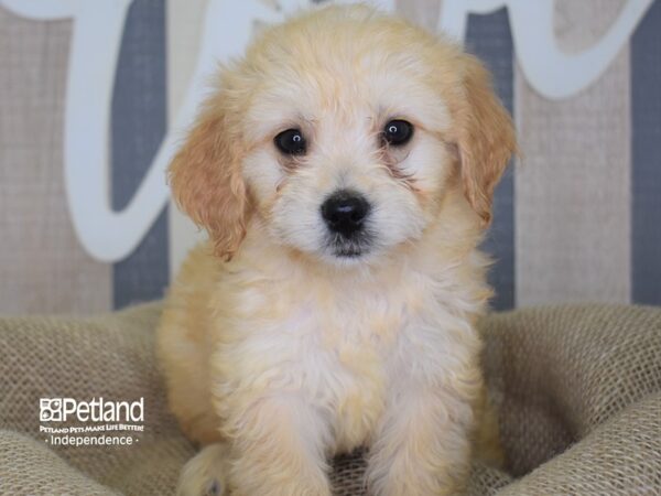 Miniature Goldendoodle-DOG-Female-Light Golden-3165-Petland Lee's Summit, MO
