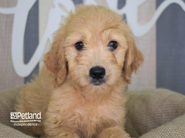 Miniature Golden Retriever-DOG-Female-Light Golden-3168-Petland Lee's Summit, MO