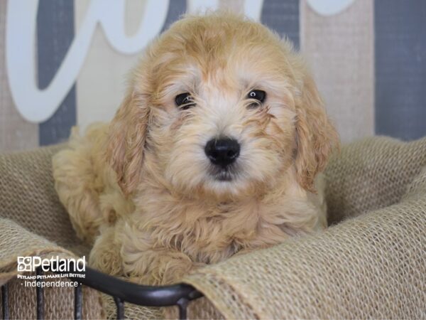 Miniature Goldendoodle-DOG-Male-Light Golden-3167-Petland Lee's Summit, MO