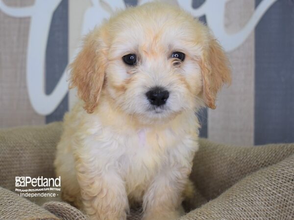 Miniature Goldendoodle-DOG-Male-Light Golden-3166-Petland Lee's Summit, MO
