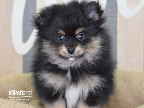 Pomeranian-DOG-Male-Black and Tan Parti-3173-Petland Lee's Summit, MO