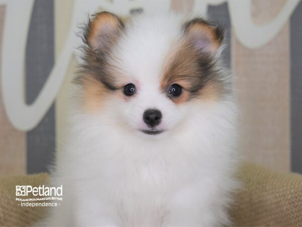 Pomeranian-DOG-Female-Orange Parti-3176-Petland Lee's Summit, MO