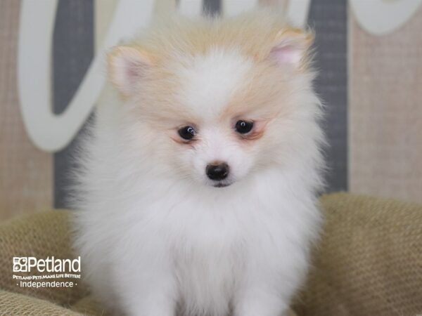 Pomeranian-DOG-Female-Cream Parti-3175-Petland Lee's Summit, MO