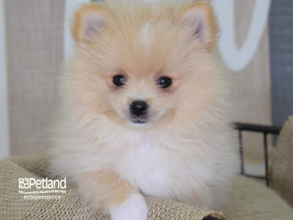 Pomeranian-DOG-Female-Cream Parti-3174-Petland Lee's Summit, MO