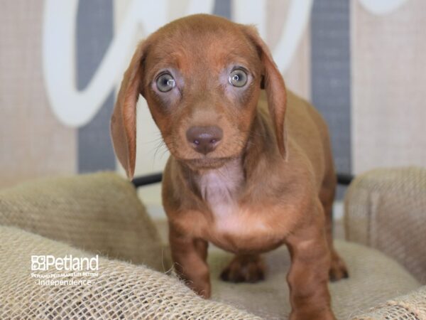 Dachshund-DOG-Female-Chocolate-3172-Petland Lee's Summit, MO