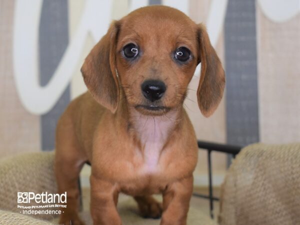 Dachshund-DOG-Female-Wild Boar-3171-Petland Lee's Summit, MO