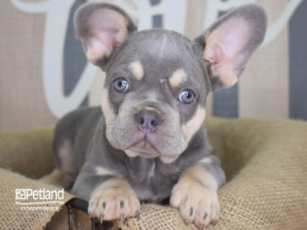 French Bulldog-DOG-Male-Lilac & Tan-3181-Petland Lee's Summit, MO