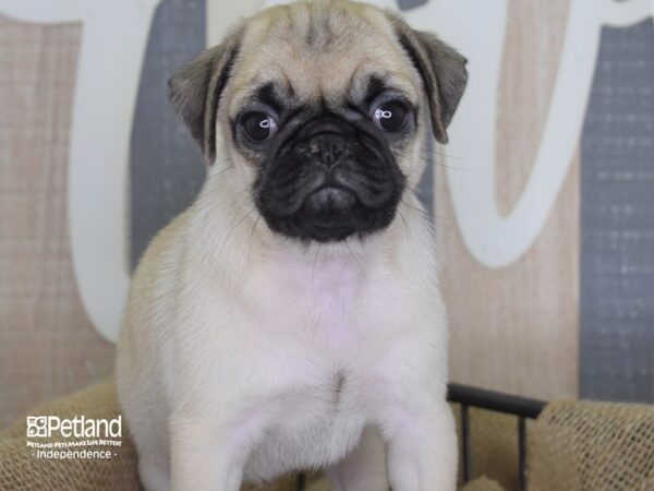 Pug-DOG-Female-Fawn-3179-Petland Lee's Summit, MO