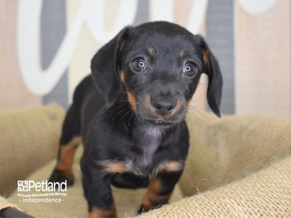 Dachshund-DOG-Female-Black & Tan-3183-Petland Lee's Summit, MO