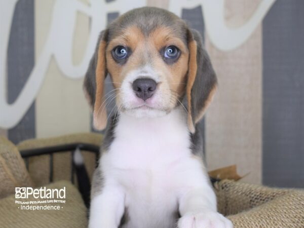 Beagle-DOG-Female-Blue, Tan, & White-3182-Petland Lee's Summit, MO