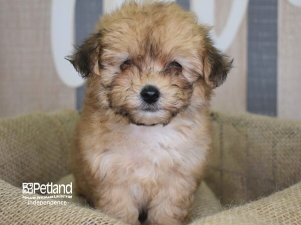 Lhasa Poo-DOG-Male-Cafe-3185-Petland Lee's Summit, MO
