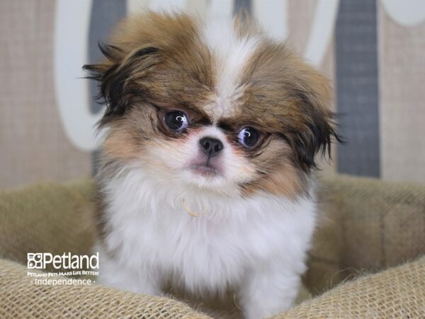 Japanese Chin-DOG-Male-Sable and White-3187-Petland Lee's Summit, MO