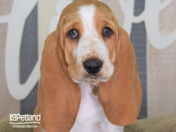 Basset Hound-DOG-Male-Red and White-3188-Petland Lee's Summit, MO