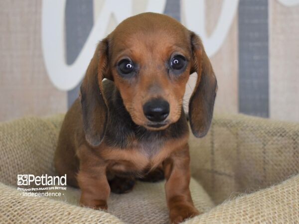 Dachshund-DOG-Female-Red-3191-Petland Lee's Summit, MO