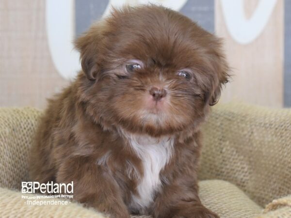 Shih Tzu-DOG-Female-Chocolate-3199-Petland Lee's Summit, MO