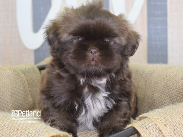 Shih Tzu-DOG-Male-Chocolate-3196-Petland Lee's Summit, MO