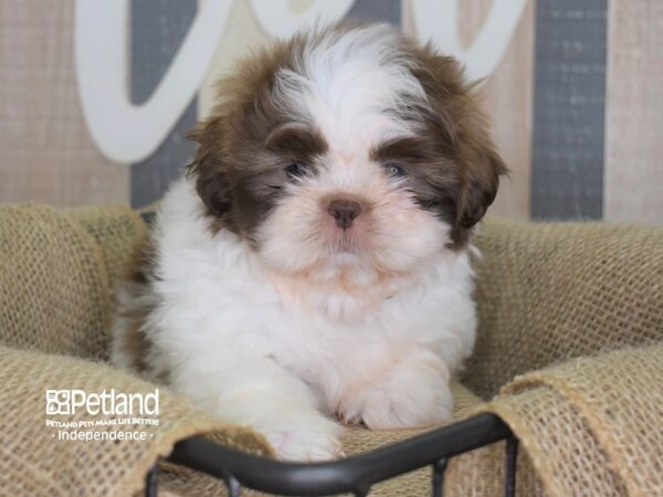 Shih Tzu-DOG-Male-Chocolate and White-3198-Petland Lee's Summit, MO