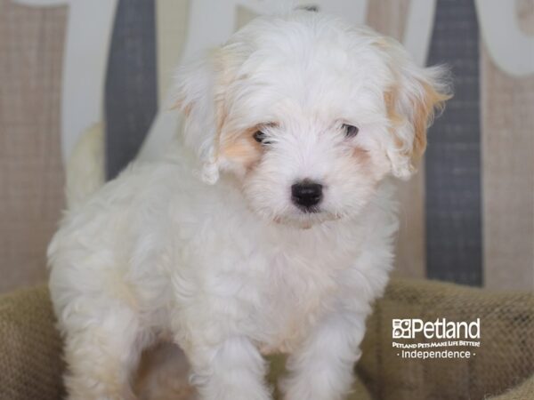 Cavapoo-DOG-Female--3195-Petland Lee's Summit, MO