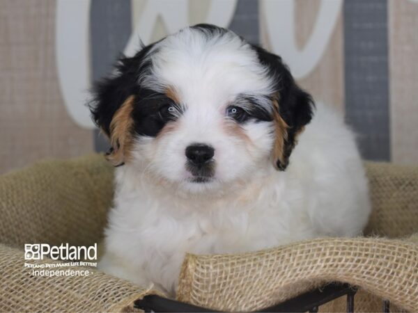 Cavapoo-DOG-Male--3194-Petland Lee's Summit, MO