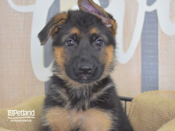 German Shepherd-DOG-Female-Black and Tan-3205-Petland Lee's Summit, MO