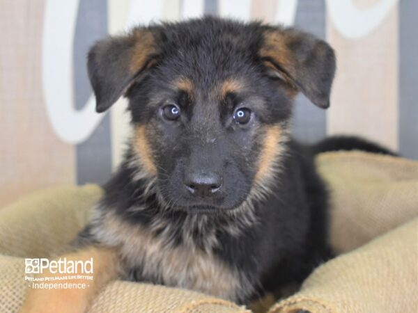 German Shepherd-DOG-Male-Black and Tan-3204-Petland Lee's Summit, MO