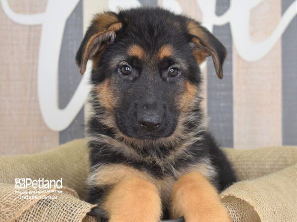 German Shepherd-DOG-Male-Black and Tan-3203-Petland Lee's Summit, MO