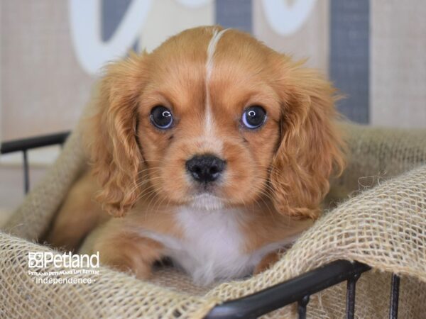 Cavalier King Charles Spaniel-DOG-Male-Ruby-3210-Petland Lee's Summit, MO