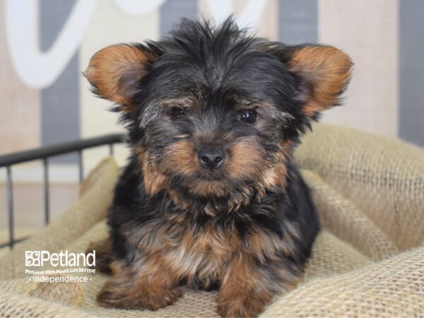 Yorkshire Terrier-DOG-Male-Black and Tan-3213-Petland Lee's Summit, MO