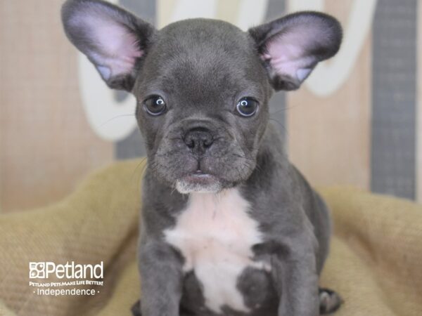 French Bulldog-DOG---3215-Petland Lee's Summit, MO