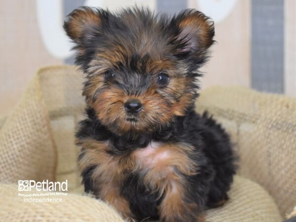 Yorkshire Terrier-DOG---3220-Petland Lee's Summit, MO