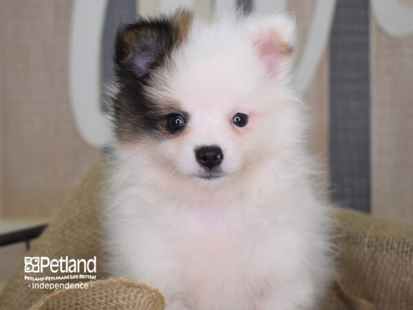 Pomeranian-DOG-Female-Orange Parti-3221-Petland Lee's Summit, MO