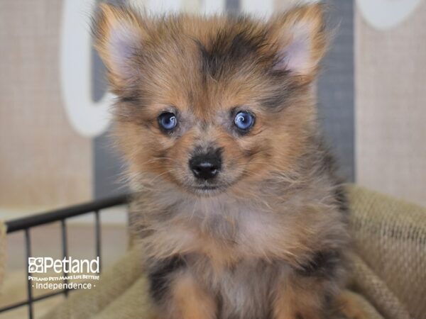 Pomeranian-DOG-Female-Merle-3211-Petland Lee's Summit, MO