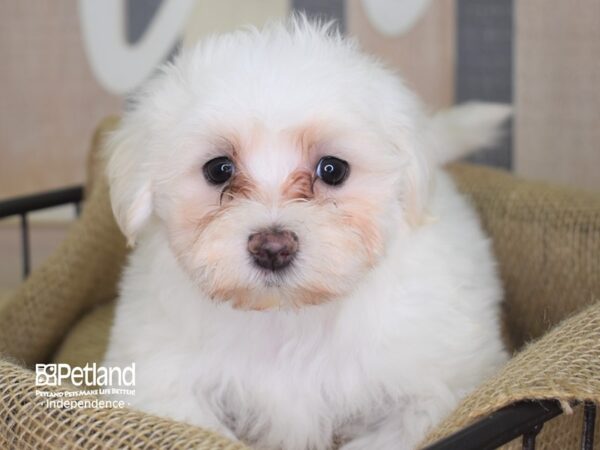 Maltese-DOG---3216-Petland Lee's Summit, MO