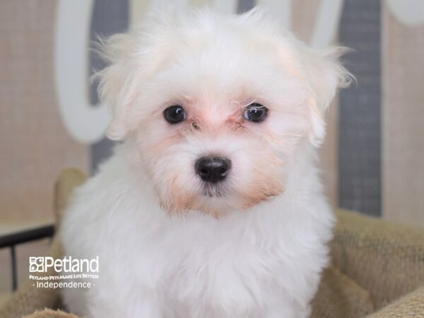 Maltese-DOG-Male-White-3206-Petland Lee's Summit, MO