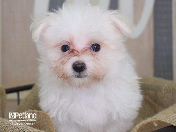 Maltese-DOG---3217-Petland Lee's Summit, MO