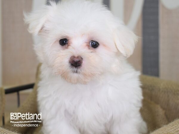 Maltese-DOG-Female-White-3207-Petland Lee's Summit, MO