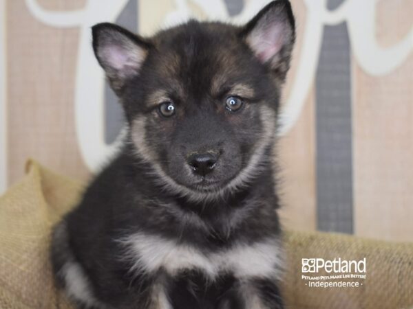 Pomsky-DOG-Male--3208-Petland Lee's Summit, MO