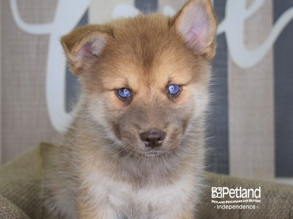 Pomsky-DOG---3222-Petland Lee's Summit, MO