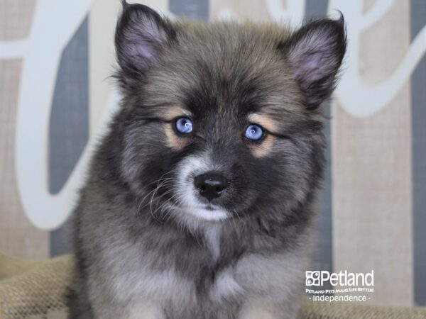Pomsky-DOG---3225-Petland Lee's Summit, MO