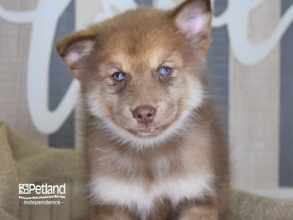 Pomsky-DOG---3224-Petland Lee's Summit, MO