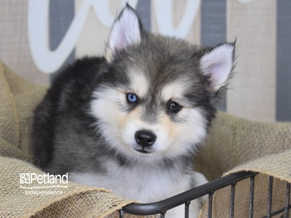 Pomsky-DOG---3226-Petland Lee's Summit, MO