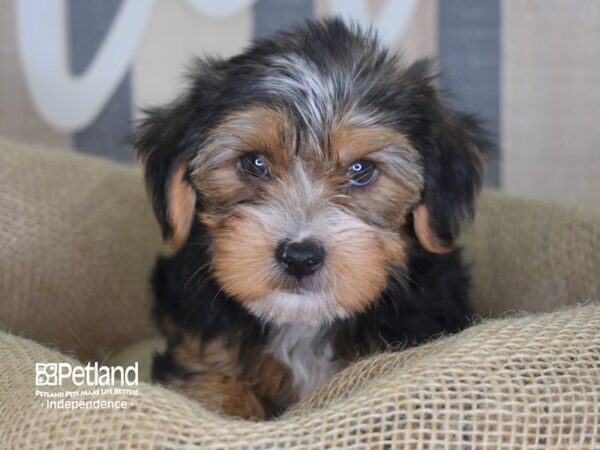 Yorkshire Terrier-DOG-Female-Black and Tan-3227-Petland Lee's Summit, MO