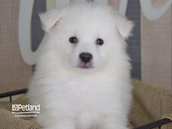 American Eskimo-DOG-Male--3234-Petland Lee's Summit, MO
