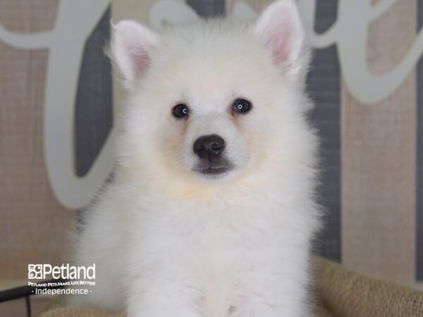 American Eskimo-DOG-Female--3235-Petland Lee's Summit, MO