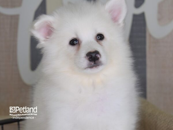 American Eskimo-DOG-Female-White-3236-Petland Lee's Summit, MO