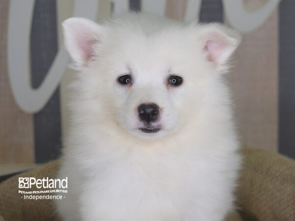 American Eskimo-DOG-Female-White-3237-Petland Lee's Summit, MO