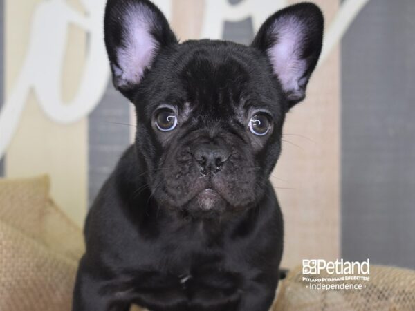 French Bulldog-DOG-Female-Black-3249-Petland Lee's Summit, MO