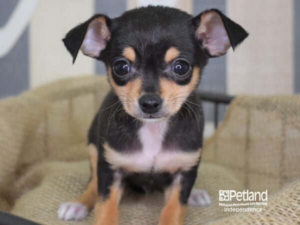 Chihuahua-DOG-Male-Black and Tan-3248-Petland Lee's Summit, MO