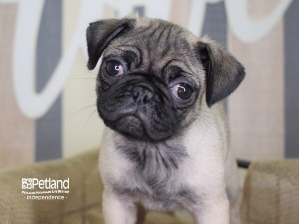 Pug-DOG-Female-Fawn-3247-Petland Lee's Summit, MO